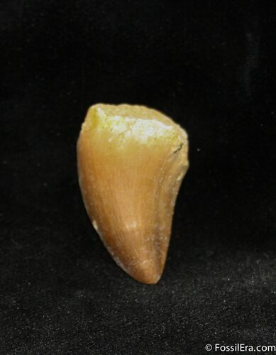 Inch Mosasaurus Tooth #1112